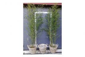 Emplacement Bambou - plante - décoration