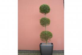 Emplacement Plante - Buis à 3 boules sur long pied - décoration