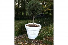 Emplacement Plante - Buis boule sur pied court - Buisson - Décoration