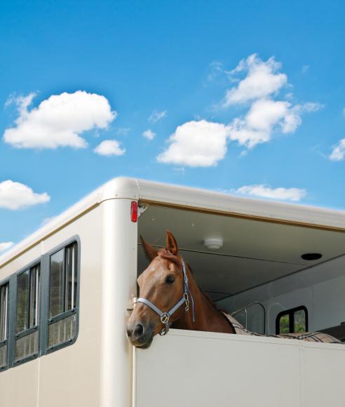 Location Remorque pour transport de chevaux - Camionnette pour cheval - Véhicule de transport pour animaux - Van