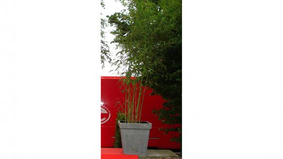 Location Plante exotique - Bambou - décoration