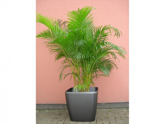 Location Plante exotique - petit palmier - décoration